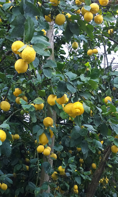 Albero di limoni